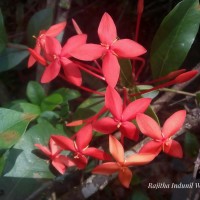 Ixora coccinea L.